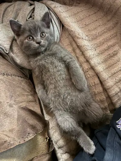 Blue Scottish fold Siamese boy, View more