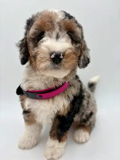 Mini Bernedoodle, View more