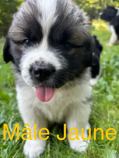 Chiots terre-neuve/ saint-bernard, View more