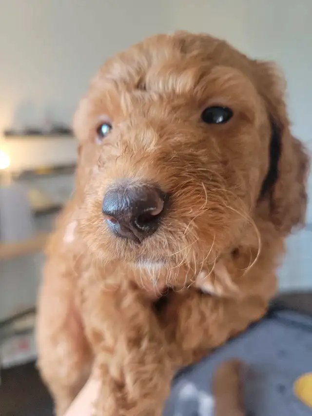 Reserve your mini Goldendoodle today! go home date end of July in Dogs & Puppies for Rehoming in Gatineau - Image 7