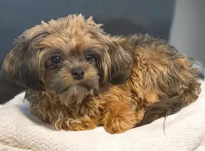 Toy  Shihpoo female puppy, View more