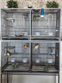 Aviary for sale, birds not sold individually 