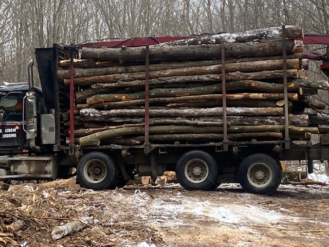 Log length firewood in Other in Trenton