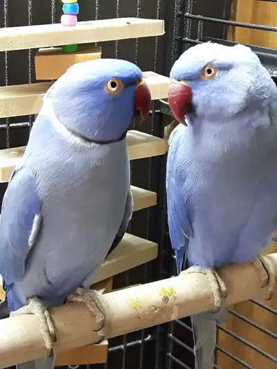 Single Factor VIOLET Indian ringneck pair, View more
