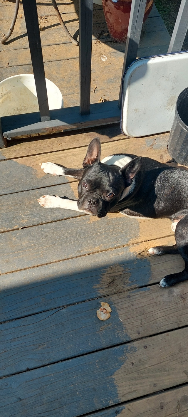 Frenchton Bouledogue français/Boston Terrier Chiens et chiots à adopter Laurentides Kijiji