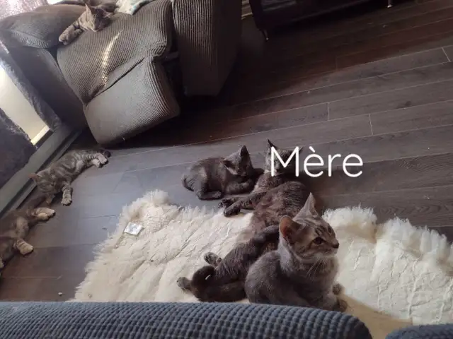 Three kittens for rehoming in Cats & Kittens for Rehoming in Saint-Hyacinthe - Image 6