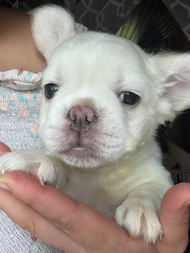 Rare all white fluffy french bulldogs puppies in Dogs & Puppies for Rehoming in City of Toronto - Image 2