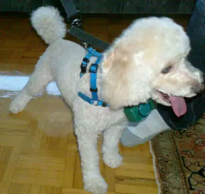 Professional Grooming services for over 15 years Experience. Hair trim, Nails trim, Ear cleaning and...