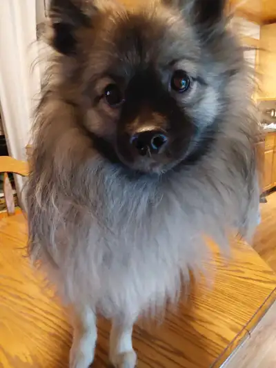13 month old Pomeranian