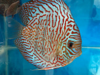 Beautiful discus fish at Fins8 - Shipping Canada wide