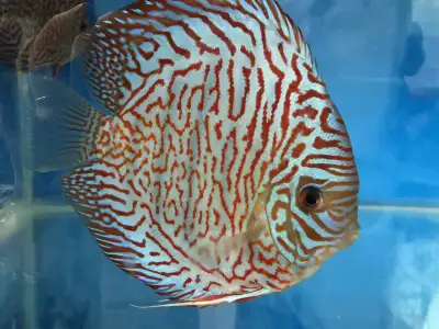 Beautiful discus fish at Fins8 - Shipping Canada wide, View more