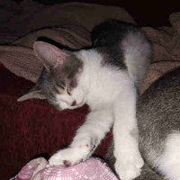 2 female kittens, 4.5 months old