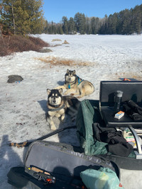 Looking to rehome two Alaskan Malamutes