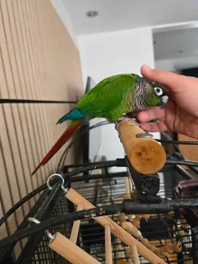 conure femelle 3 ans PARFAITE, View more