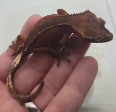 red phantom crested gecko, View more