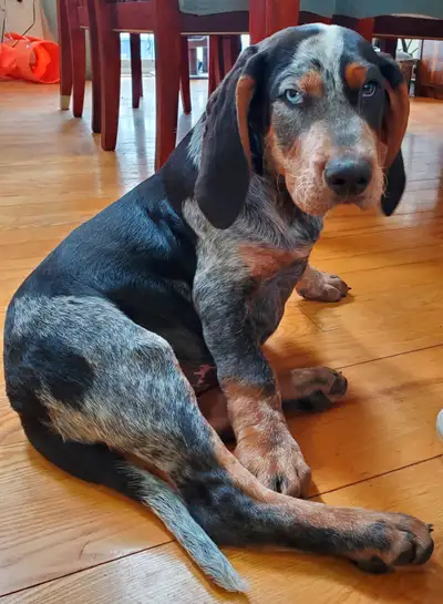 This fellow is an adorable UKC reg'd purebred BLUETICK COONHOUND PUPPY with one bright blue eye! Bor...