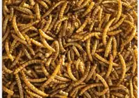 1,000 mealworms for $10