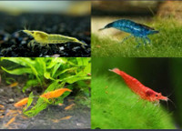 Aquariom shrimps/ Red,Orange,Yellow,Blue. 