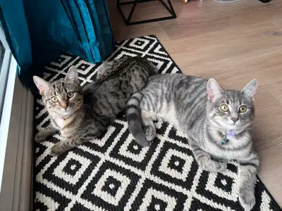 1/2 Bengal 1/2 Blue Russian 6 month old kittens, View more