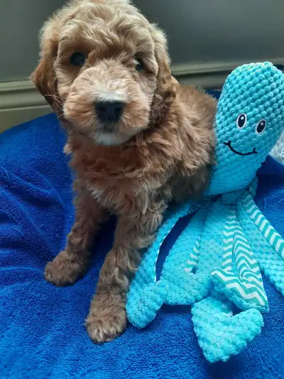 Mini Goldendoodles, View more