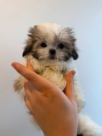 TEACUP RARE et Miniature Shih Tzu très haute qualité, View more