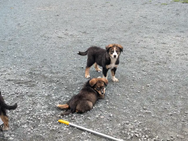 Bouvier Bernois X Husky(Prêt a partir ce weekend) in Dogs & Puppies for Rehoming in Victoriaville - Image 3