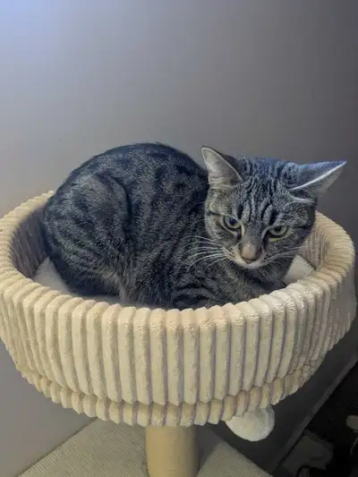 cat to a good home, View more