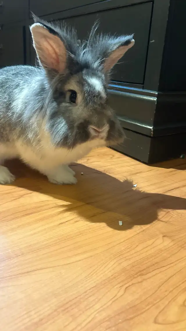 Lion Head Rabbit For Sale! in Small Animals for Rehoming in Mississauga / Peel Region - Image 4