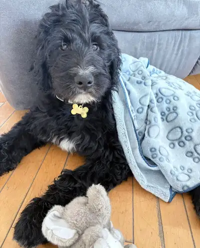 Bonjour, Nous avons récemment accueilli un magnifique chiot Goldendoodle, âgé de 13 semaines. Malheu...