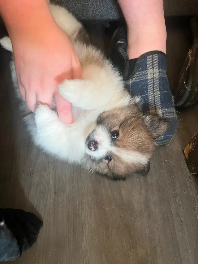 2 Male Pomeranian Puppies need a home make an offer in Dogs & Puppies for Rehoming in Edmonton - Image 5