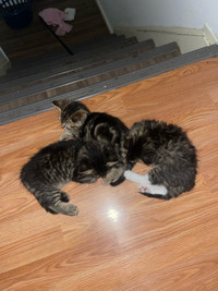 Kittens For Sale!!