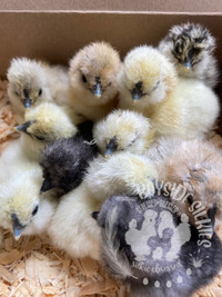 Colour separated purebred bearded & crested Silkie chicks