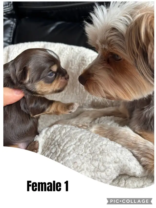 Biewer Terrier puppies in Dogs & Puppies for Rehoming in City of Toronto - Image 2