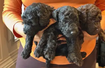 Miniature poodle puppies, View more