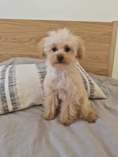 poodle puppies , View more