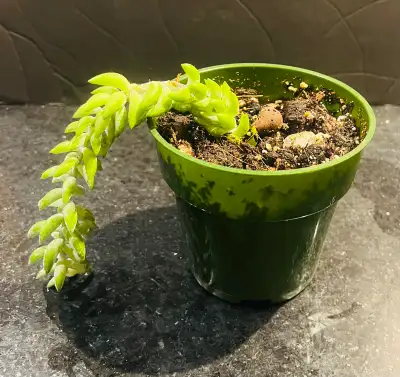 Indoor plant Donkey Tail Succulent, View more