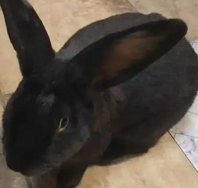 Flemish Giants- Purebred and Pedigreed, View more