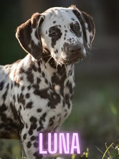 CKC Reg Dalmatian Pups, View more