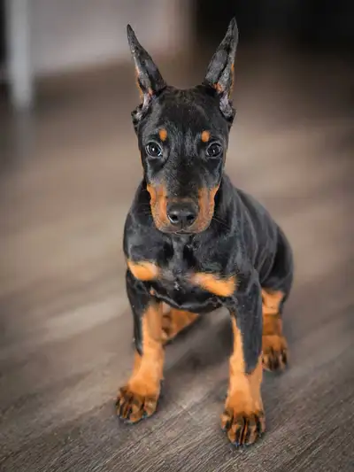 chiot DOBERMAN ENREGISTRÉS À VENDRE, View more