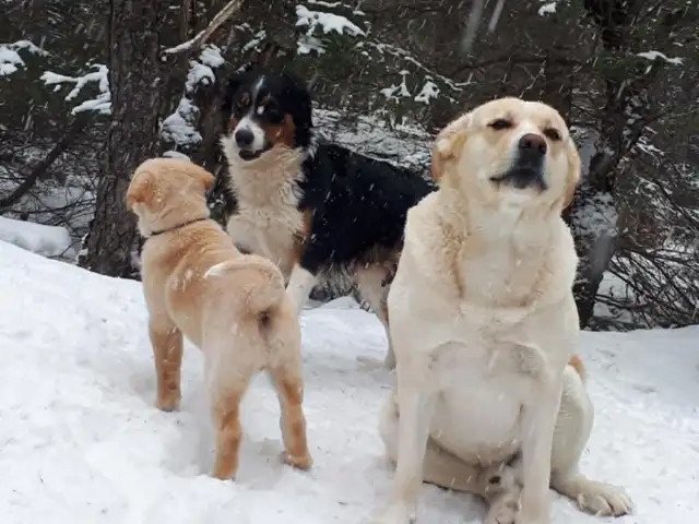 BORDER COLLIE/ LAB in Dogs & Puppies for Rehoming in Muskoka - Image 8