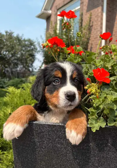 Sweet BERNESE MOUNTAIN PUPPIES,  ready this weekend, View more