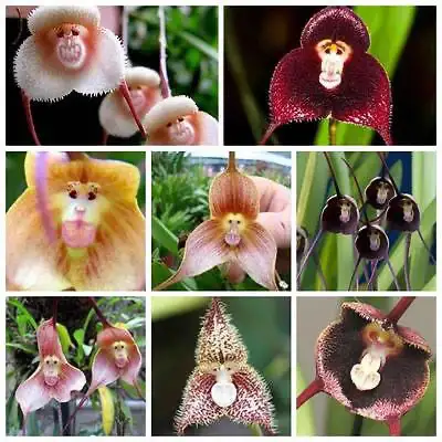 Monkey face plants, View more