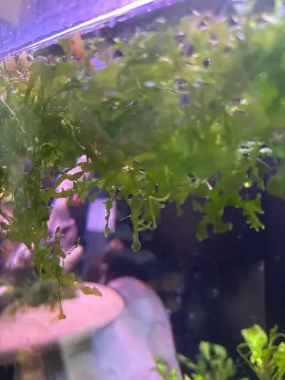 Emerald green moss can be suspended Will rest on bottom otherwise Very pretty and good for fry