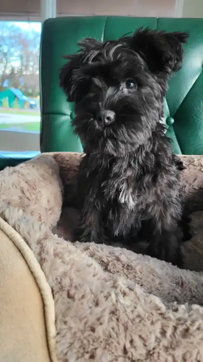 Miniature Schnauzer | Female | Ready Now, View more