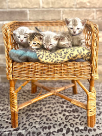 Bangal kittens 