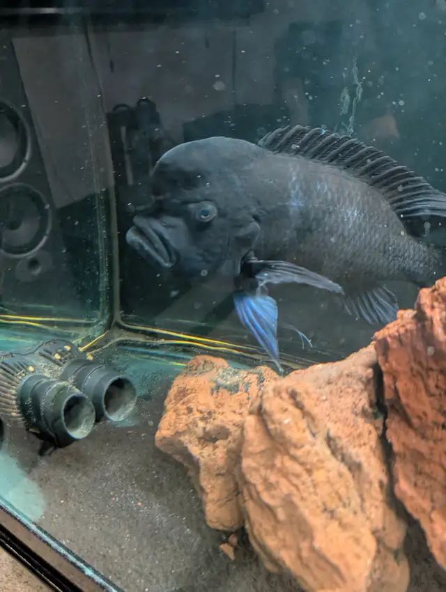 African chilclids in Fish for Rehoming in London - Image 10