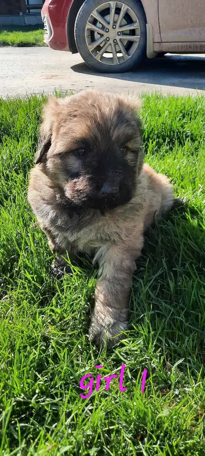 Beautiful purebred bouviers ready to go on june 24. These dogs aren't like others, bouviers are fami...