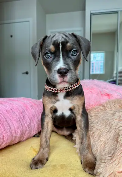 Trainer's Exotic Puppies (Light Eyes, Merle, Tri-Color, Blue), View more