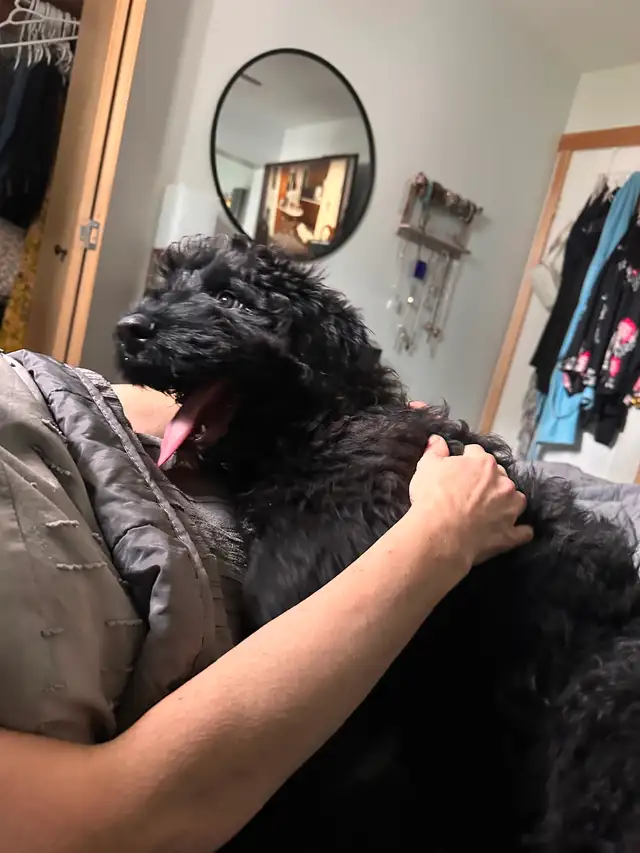 Male Bouvier puppy for sale non shedding  1500 in Dogs & Puppies for Rehoming in Whitehorse - Image 12
