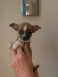 Stunning chihuahua pups